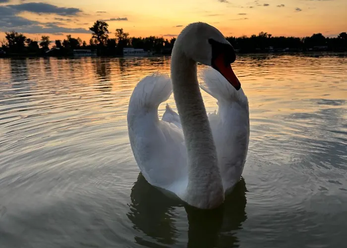 Splav Na Savi Ostruznica